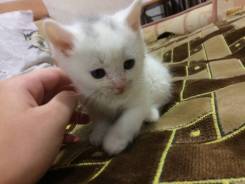 Шотландская кошка.