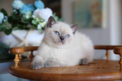 Британская кошка.