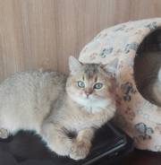 Британская кошка. Под заказ