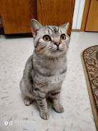 Шотландская кошка.