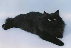 Кошки.