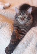 Кошки.
