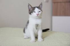 Кошки.