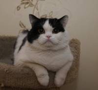 Шотландская прямоухая кошка.