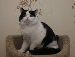 Шотландская прямоухая кошка.
