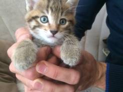 Очаровательный котенок