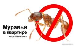 Дезинсекция от муравьев, профессиональная обработка
