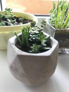 Суккуленты.