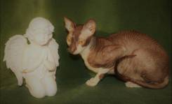 Корниш рекс.