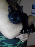 Отдам котенка