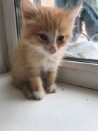 Кошки.