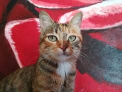 Котенок- 3х цветный. В добрые руки.