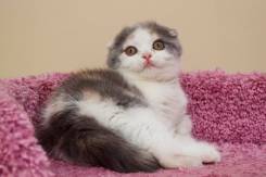 Шотландская вислоухая кошка.