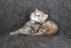 Шотландская прямоухая кошка.