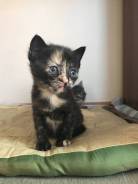 Отдам котенка!