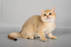 Британская кошка.