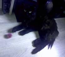 Кошки.