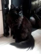 Кошки.