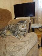 Кошки.