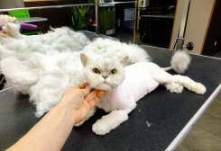 Стрижка кошек