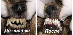 Чистка зубов собакам