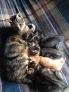 Кошки.