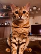 Вязка кошек.