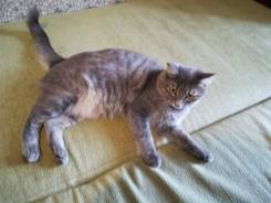 Кошка