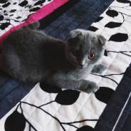 Шотландская вислоухая кошка.