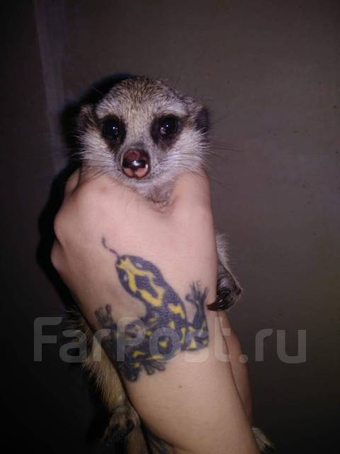 https://www.farpost.ru/vladivostok/pets/others/surikat-68104181.html