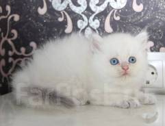 Британская кошка.