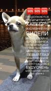 Чихуахуа.