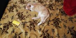 Кот Персик