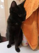 Лечебная кошка ищет дом