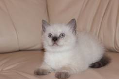 Шотландская кошка.