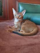 Абиссинская кошка.