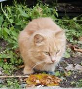 Ищем хозяина котенку