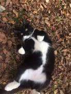 Кошки.