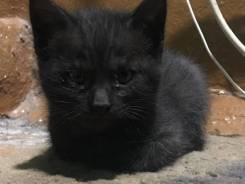 Отдаётся котёнок