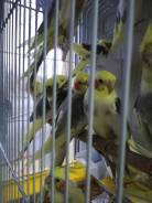 Попугаи Кореллы. Под заказ