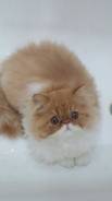Персидская кошка.