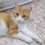 Кошки.