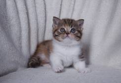 Шотландская прямоухая кошка.