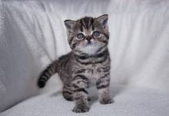 Шотландская прямоухая кошка.