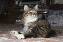 Кошки.