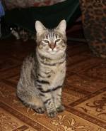 Мини-тигрица в добрые ручки