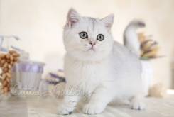 Британская кошка.