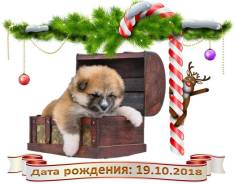 Акита-ину.