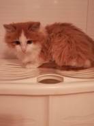 Отдам котика