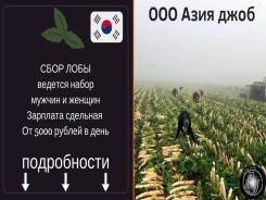 Работа в Ю. Кореи. Сбор лобы. Мужчины и женщины. З/п от 5000 руб/день.